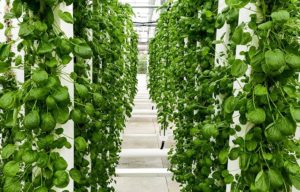 Here Are The 3 Crucial Factors You Shouldn’t Overlook While Buying Hydroponics Kit For Home