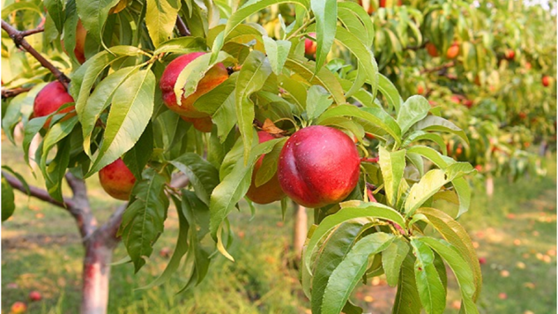 Nectarine Trees